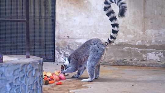 环尾狐猴 节尾狐猴 灵长目