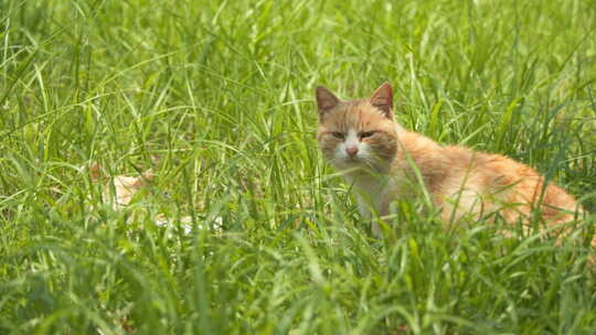 春天草丛里两只流浪猫橘猫