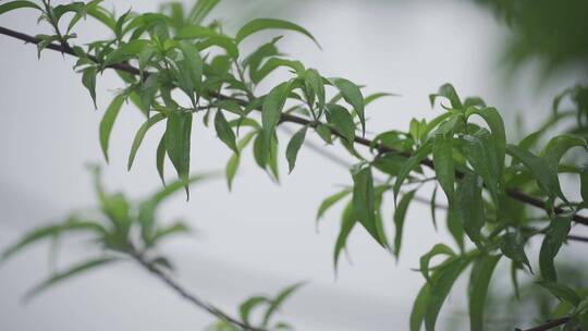 谷雨时节·下雨·雨声·狗吠