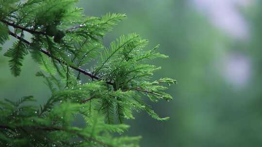 合集 下雨中的水杉树林升格视频