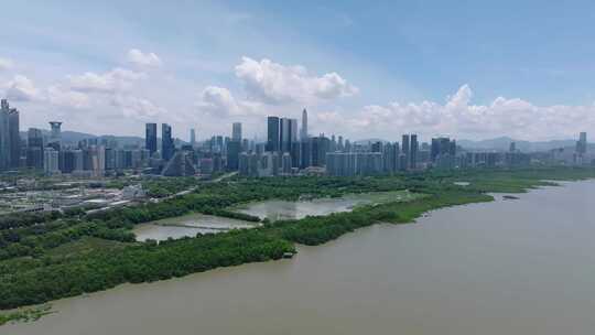 航拍深圳福田红树林湿地保护区候鸟