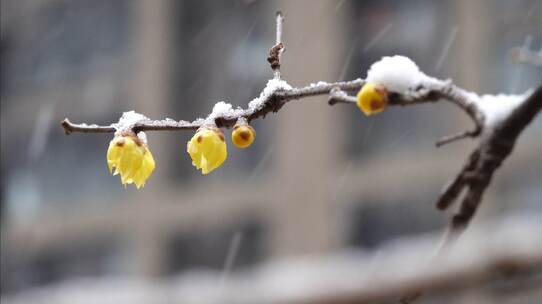 2023 第一场雪视频素材模板下载