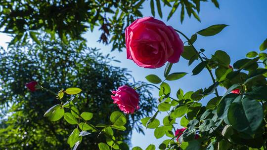 盛开的月季花玫瑰花