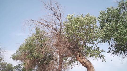 沙漠胡杨林枯树残枝败叶荒漠枯萎的树枝树干