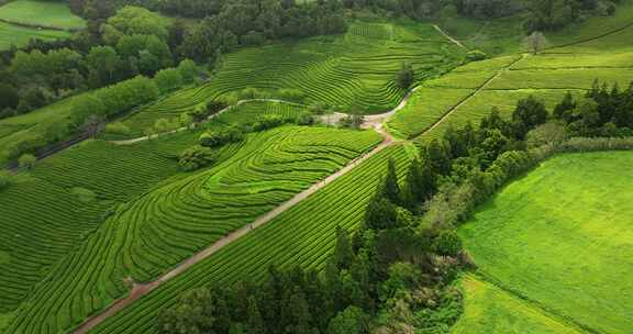 种植园，梯田，茶，绿色