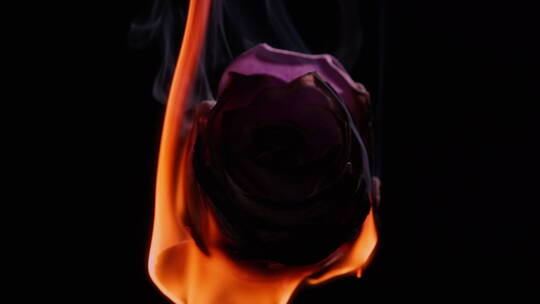 燃烧的紫色玫瑰花抽象美妆素材