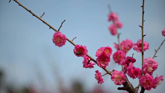 8K重庆梅园春季梅花实拍