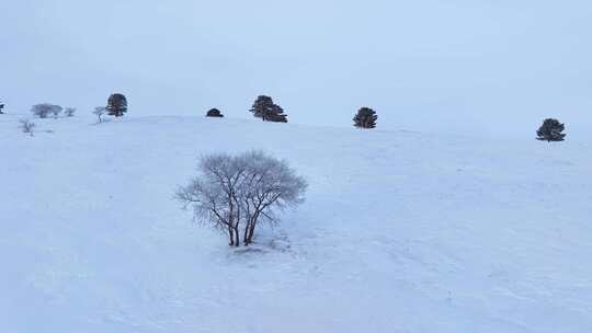 唯美雪原美景 水墨丹青画卷