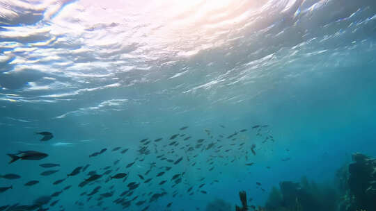 深海鱼群水底拍摄