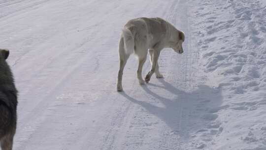 雪地上的狗