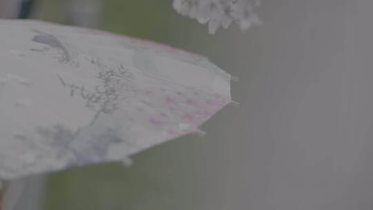 樱花树下撑伞视频素材模板下载