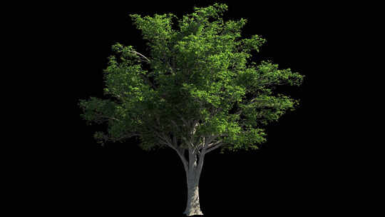 单独动态树