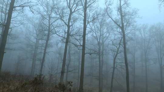 树林里浓雾弥漫视频素材模板下载
