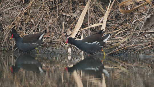 冬天池塘沼泽湿地黑水鸡觅食视频素材模板下载