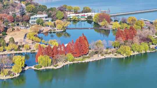 航拍深秋初冬徐州云龙湖风景区,红色水杉