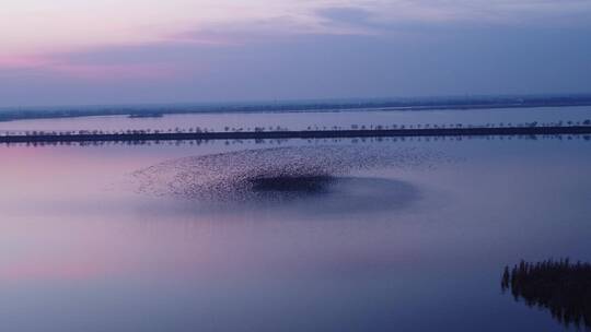 衡水湖湿地夕阳航拍鸟浪超长镜头一镜到底