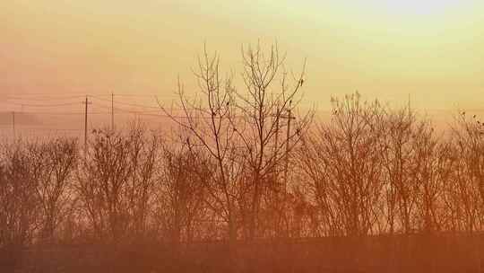 航拍清晨日出树林群鸟栖息朝阳河流日光晨雾视频素材模板下载