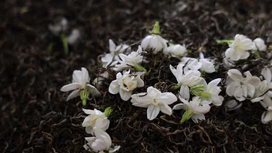 唯美茉莉花与茉莉花茶制作福州茉莉花种植园