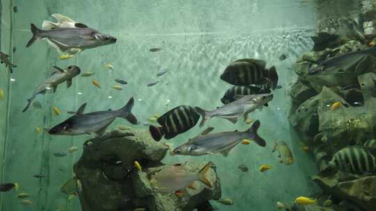 海洋馆水族馆鱼缸鱼类热带鱼淡水鱼特写