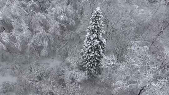 东北冬天暴雪大雪中的林海雪原