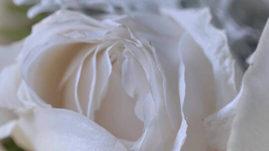 张开的白玫瑰的花瓣_近距离观察