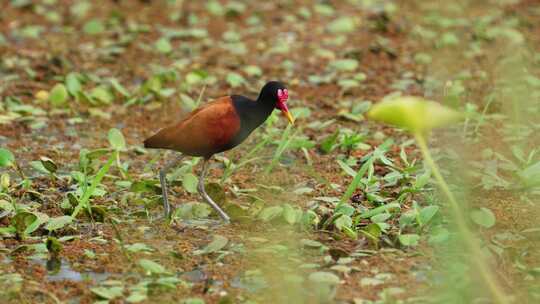 Wattled Jacana，一种涉禽，静止地站在泥潭中，清洁羽毛，梳理和姿势