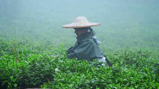 茶农采茶春茶白茶绿茶茶叶毛尖手工茶采茶