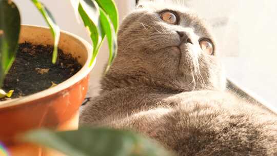 一只小猫在窗台上休息，靠近绿色植物和阳光下的树盆