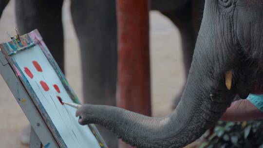 泰国大象园大象古装表演大象画画