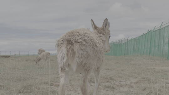 青海省可可西里藏羚羊幼崽13视频素材模板下载