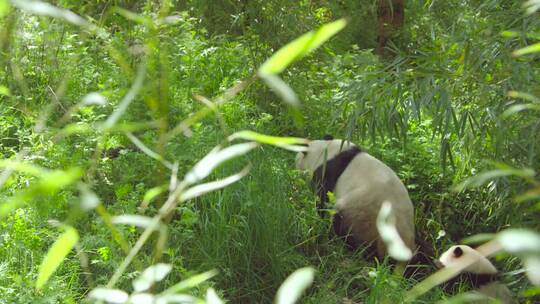 远处拍摄大熊猫在森林里面