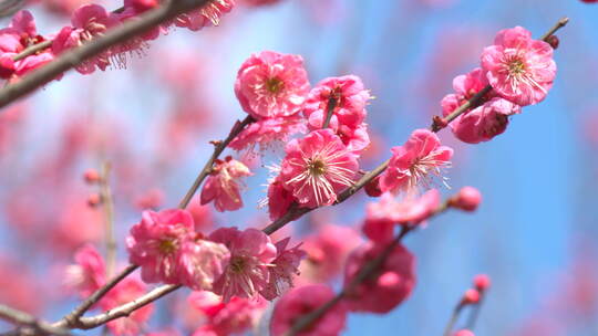春天盛开的红梅梅花花开