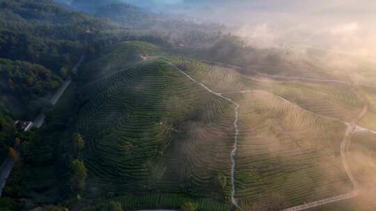 中国茶园美丽茶山茶园云海日出