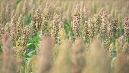 北方农村现代农业种植高粱杂粮25帧原素材