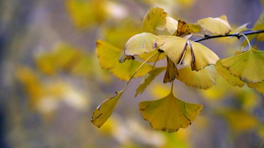 4K升格实拍北京的秋天金黄的银杏树林特写
