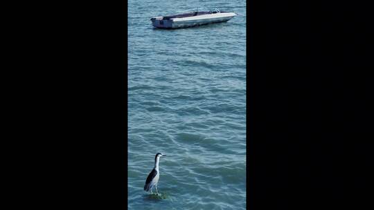 一只海鸥和一艘船在海上慢动作