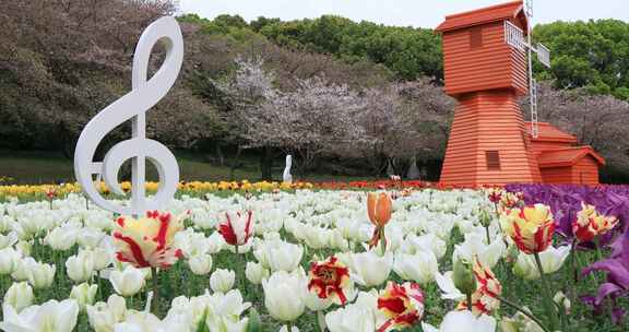 低视角拍摄唯美风车郁金香花海樱花背景