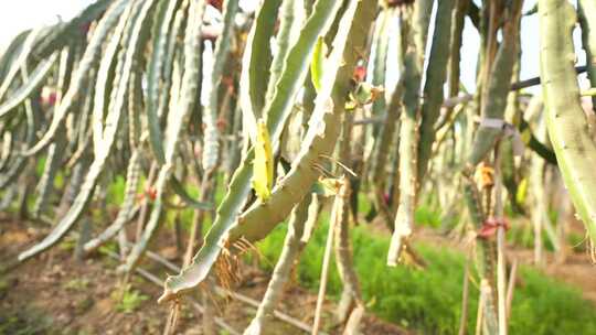 火龙果树 火龙果种植基地