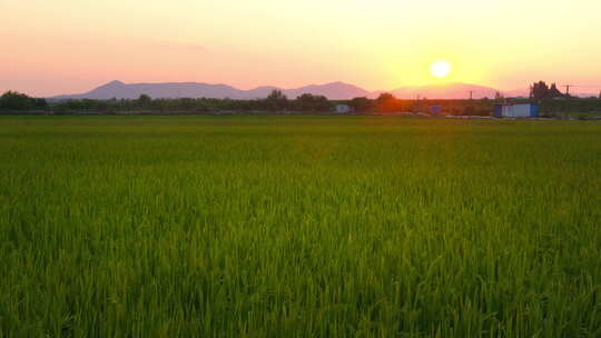 黄昏夕阳下的农村水稻田野