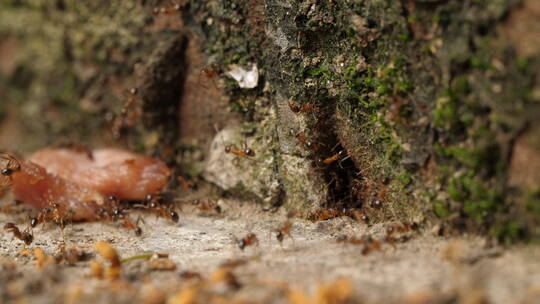 蚂蚁群往洞穴搬运食物微距特写