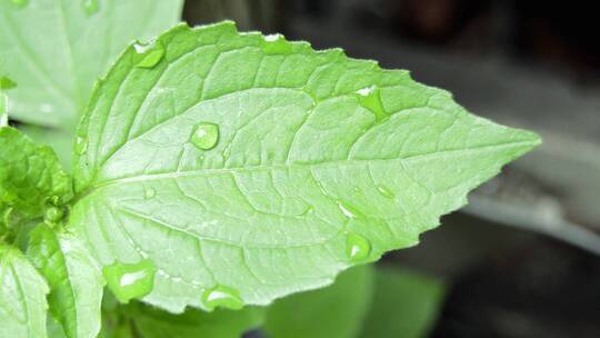 水滴 露珠 树叶上的水珠 清晨水珠