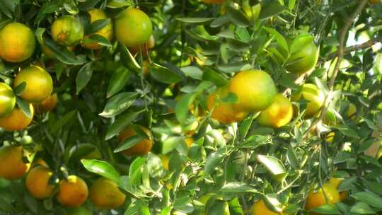 向左摇摄果园里橙树上挂着的累累果实