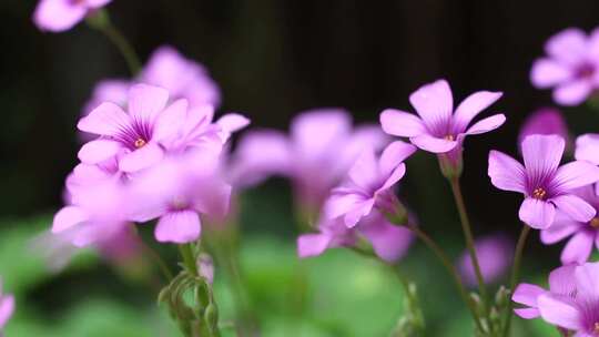 紫色花花朵大自然景观特写公园开放