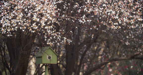 春天的花树下一个鸟窝春天风景公园花朵盛开