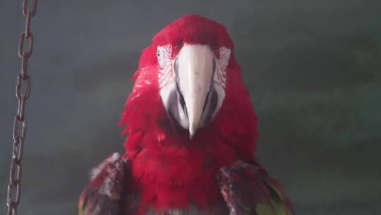 彩色的羽毛鹦鹉展开翅膀保护动物视频素材模板下载
