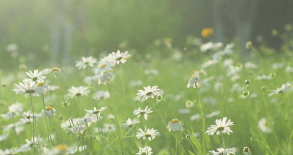 夏日花草花朵