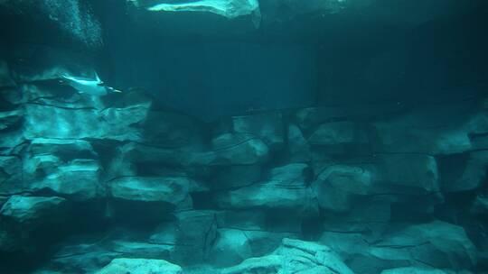 企鹅潜水下水游动慢动作视频素材模板下载