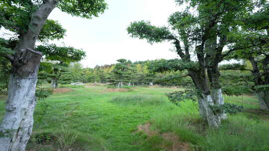 武汉江夏区藏龙岛国家湿地公园