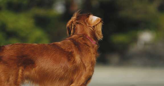 狗，金毛猎犬，犬，宠物