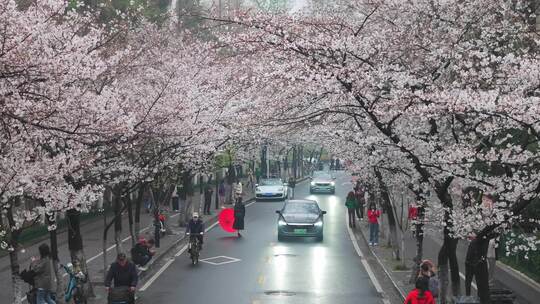 南京暴雨后樱花绽放